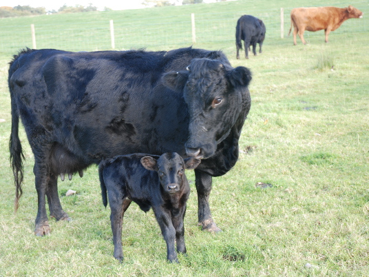 Cattle Cattle