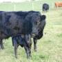 cattle.jpg