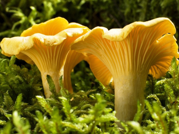 mushrooms.jpg