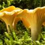 mushrooms.jpg