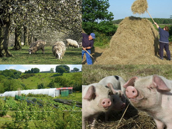 smallholding.jpg
