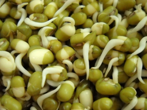 Sprouting