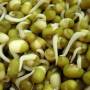 sprouting.jpg