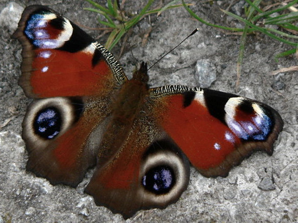 wildlife_gardening.jpg