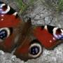 wildlife_gardening.jpg