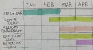 personal_foraging_calendar.jpg